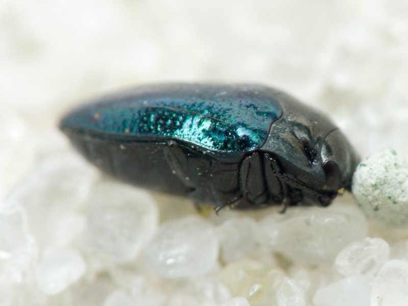Habroloma breiti (Obenberger, 1918)